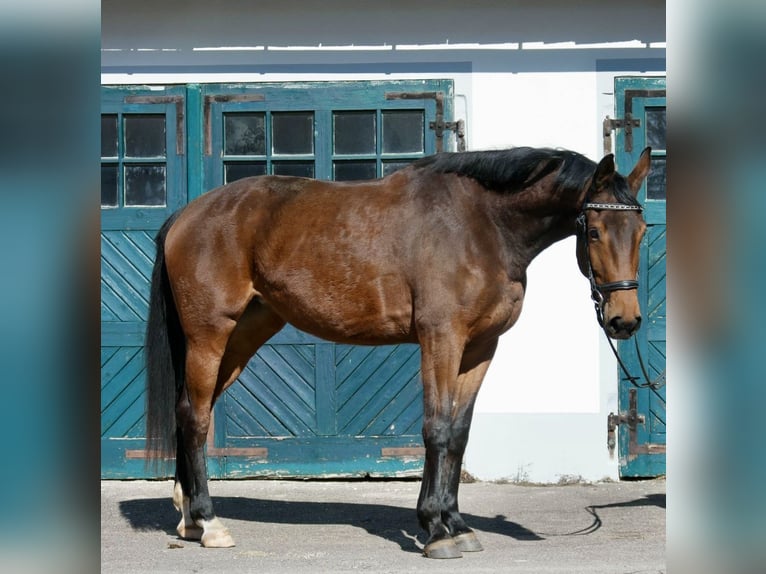 Oldenburger Stute 5 Jahre 176 cm Brauner in Wiesenfelden