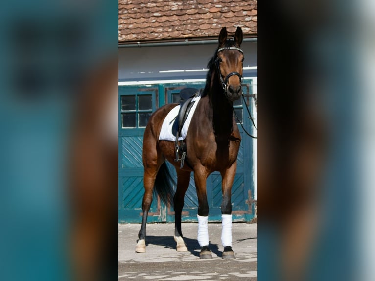 Oldenburger Stute 5 Jahre 176 cm Brauner in Wiesenfelden