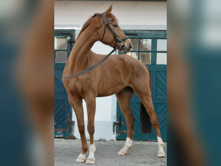 Oldenburger Stute 5 Jahre 176 cm Fuchs in Wiesenfelden