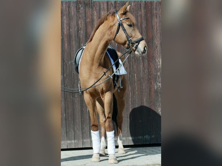 Oldenburger Stute 5 Jahre 176 cm Fuchs in Wiesenfelden