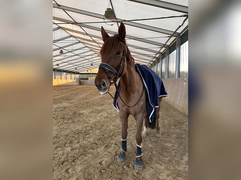 Oldenburger Stute 5 Jahre 177 cm Fuchs in Warendorf