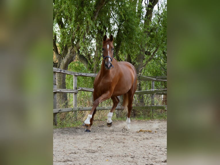 Oldenburger Stute 5 Jahre 178 cm Fuchs in Borken