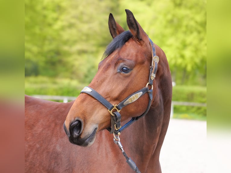 Oldenburger Stute 5 Jahre 179 cm Brauner in Neustadt (Wied)