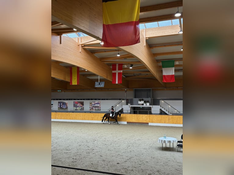 Oldenburger Stute 5 Jahre Dunkelbrauner in Alfhausen