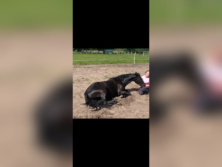 Oldenburger Stute 5 Jahre Rappe in Knittelsheim