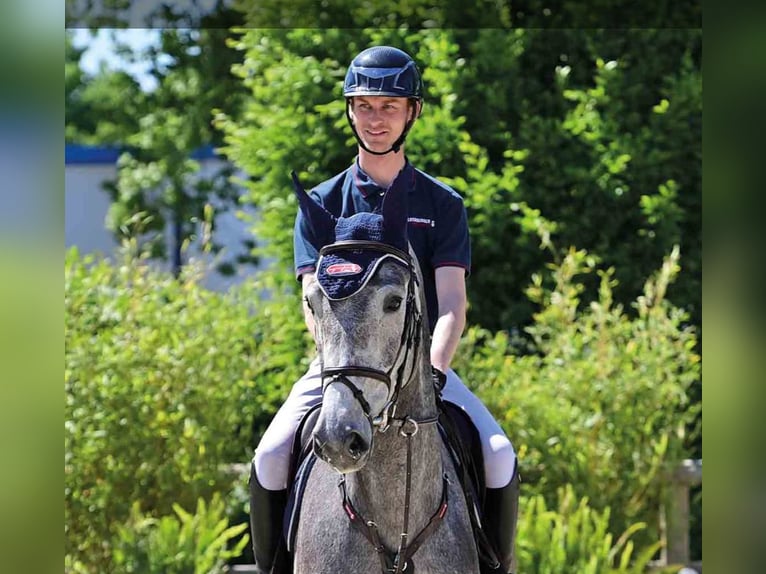 Oldenburger Stute 5 Jahre Schimmel in Vechta