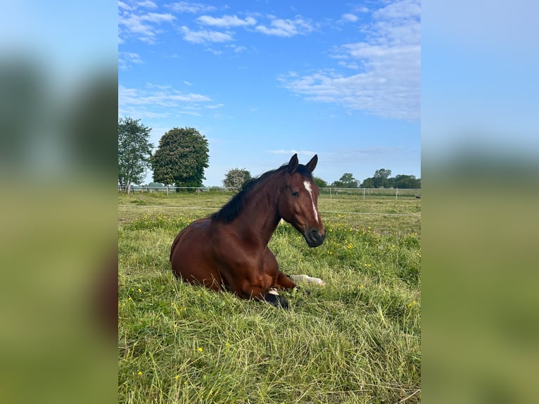 Oldenburger Stute 6 Jahre 157 cm Brauner in Wilhelmshaven
