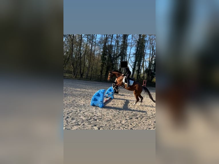 Oldenburger Stute 6 Jahre 157 cm Brauner in Wilhelmshaven