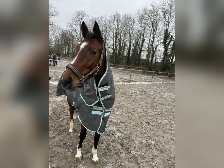 Oldenburger Stute 6 Jahre 157 cm Brauner in Wilhelmshaven