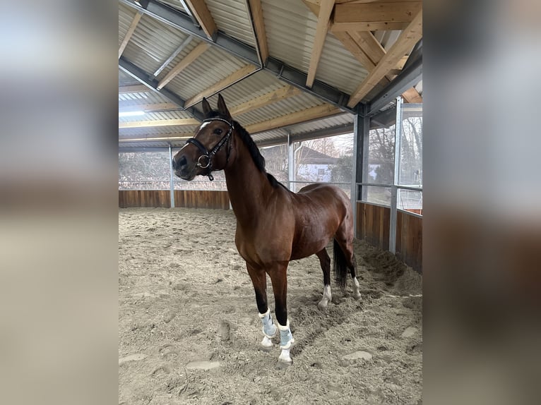 Oldenburger Stute 6 Jahre 157 cm Brauner in Wilhelmshaven