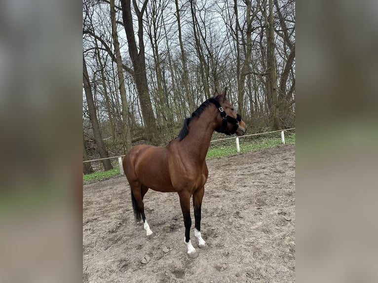 Oldenburger Stute 6 Jahre 157 cm Brauner in Wilhelmshaven