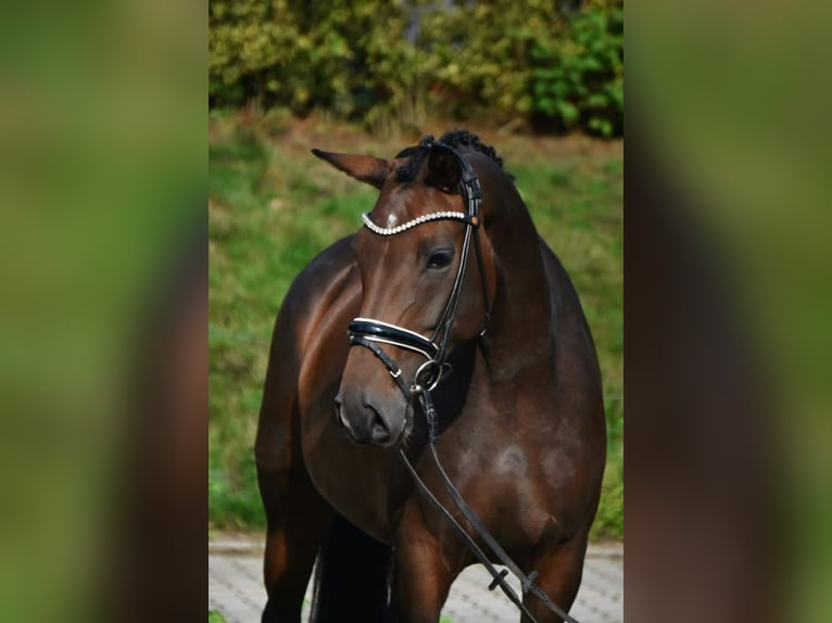 Oldenburger Stute 6 Jahre 158 cm Dunkelbrauner in Bippen