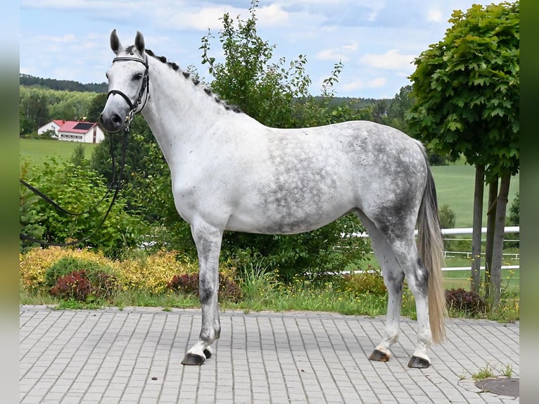 Oldenburger Stute 6 Jahre 159 cm Schimmel in Wysin