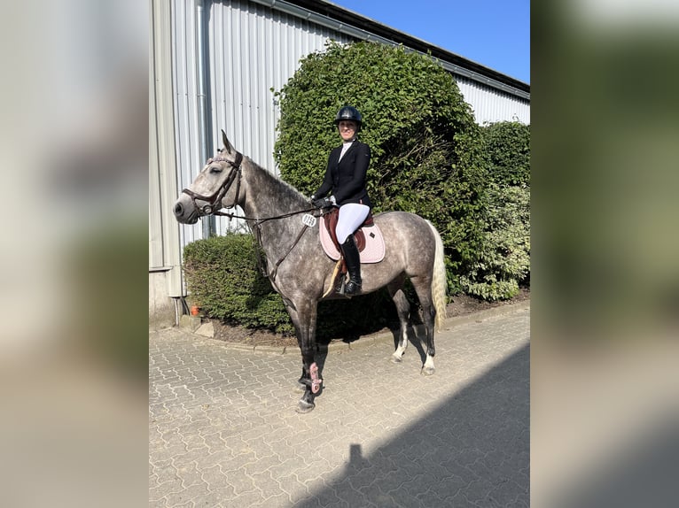 Oldenburger Stute 6 Jahre 162 cm Schimmel in Marne