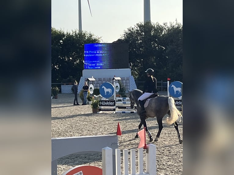 Oldenburger Stute 6 Jahre 162 cm Schimmel in Marne