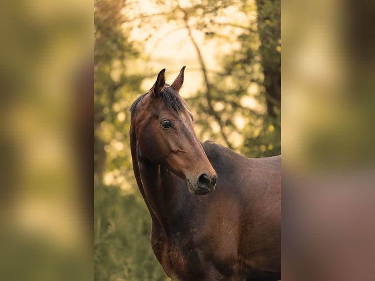 Oldenburger Stute 6 Jahre 163 cm Dunkelbrauner in Burgwald