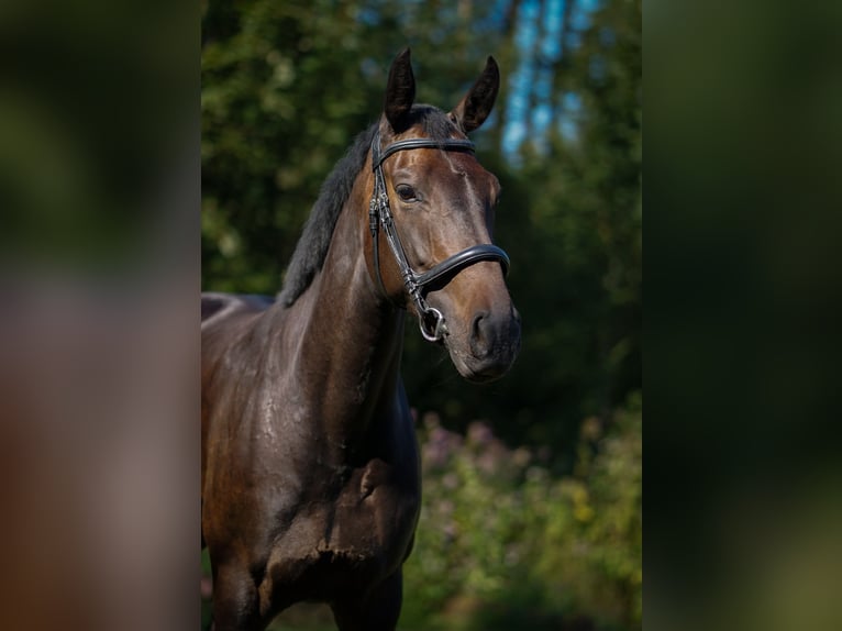 Oldenburger Stute 6 Jahre 164 cm Dunkelbrauner in Traunstein