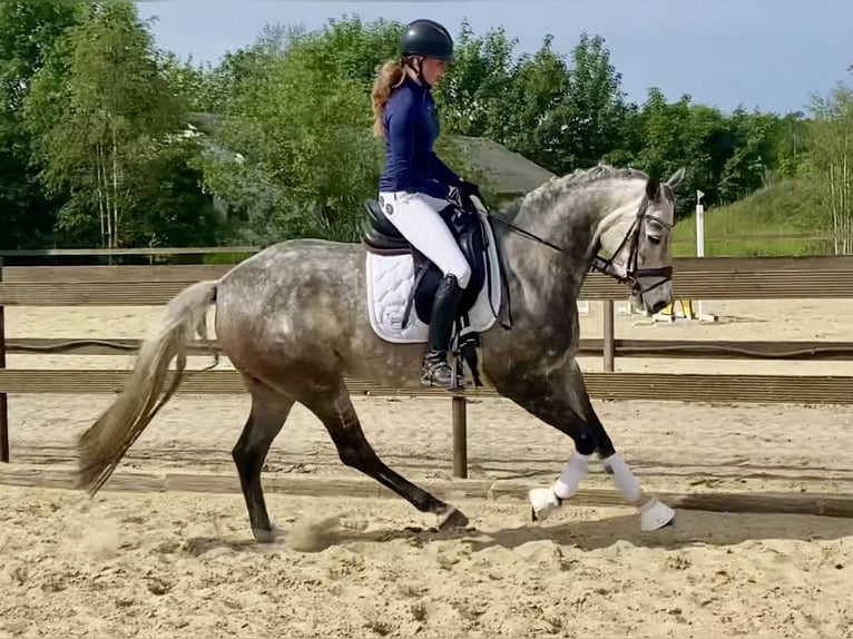 Oldenburger Stute 6 Jahre 165 cm Apfelschimmel in Hude (Oldenburg)