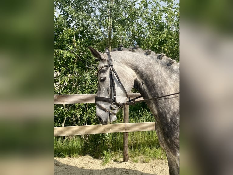 Oldenburger Stute 6 Jahre 165 cm Apfelschimmel in Hude (Oldenburg)
