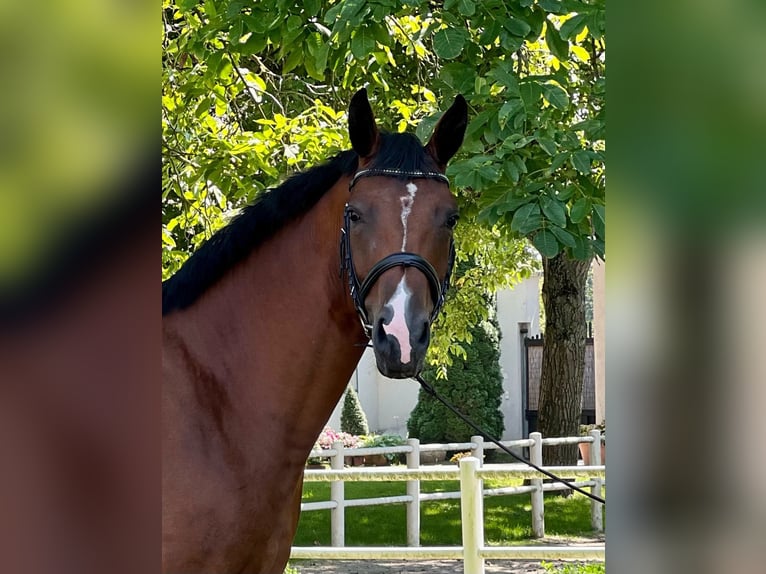 Oldenburger Stute 6 Jahre 165 cm Brauner in Schmida