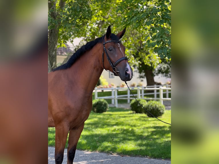 Oldenburger Stute 6 Jahre 165 cm Brauner in Schmida