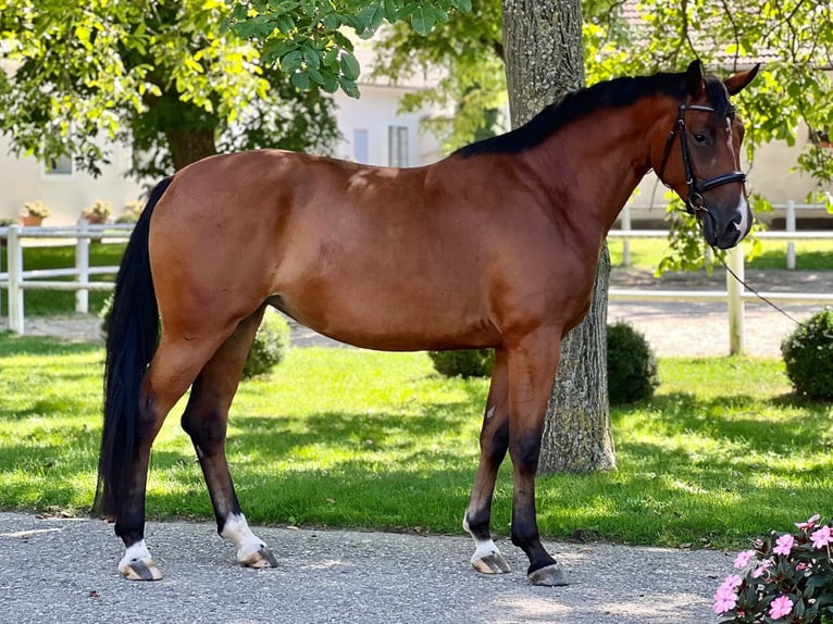 Oldenburger Stute 6 Jahre 165 cm Brauner in Schmida