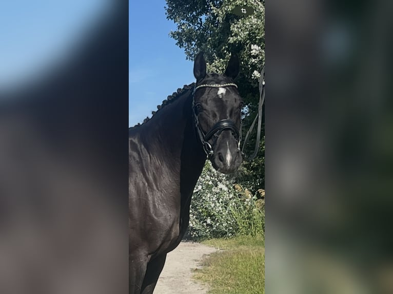 Oldenburger Stute 6 Jahre 165 cm Rappe in Ebreichsdorf