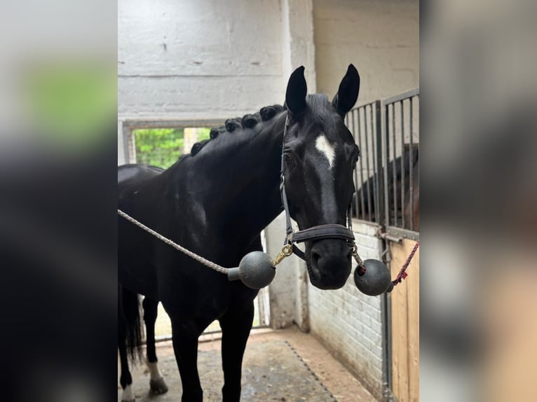 Oldenburger Stute 6 Jahre 165 cm Rappe in Osnabrück
