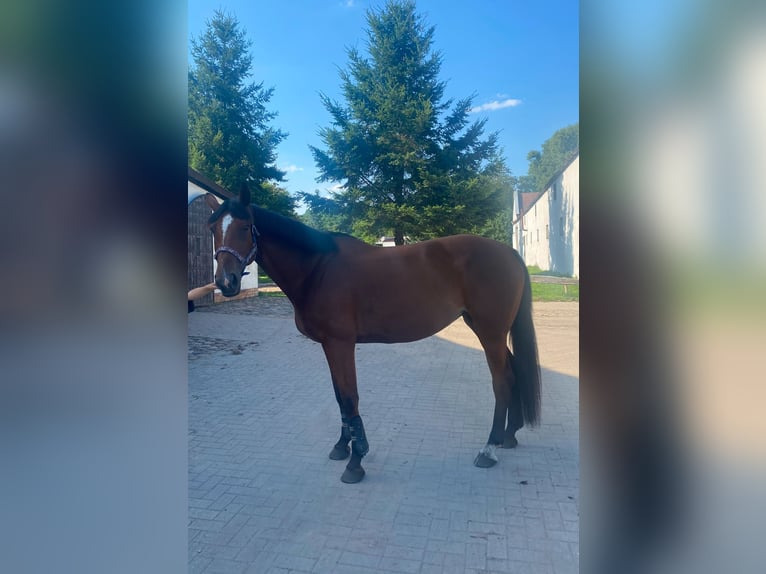Oldenburger Stute 6 Jahre 165 cm Rotbrauner in Rudnica