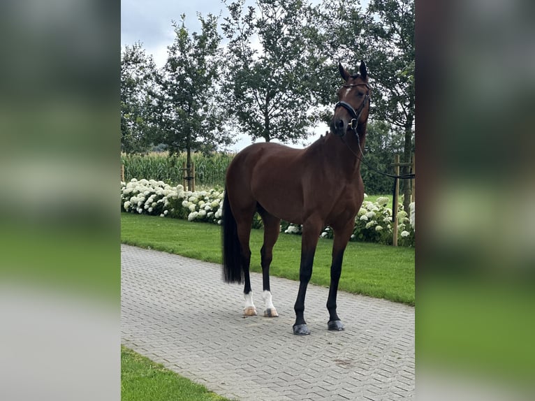 Oldenburger Stute 6 Jahre 166 cm Brauner in Emlichheim