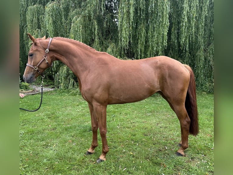 Oldenburger Stute 6 Jahre 166 cm Fuchs in Klein Nienhagen