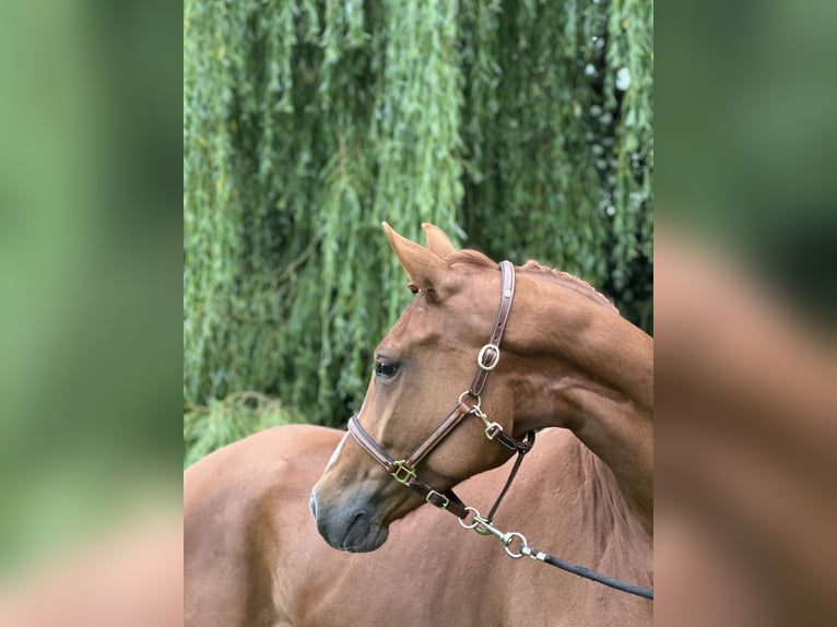 Oldenburger Stute 6 Jahre 166 cm Fuchs in Klein Nienhagen