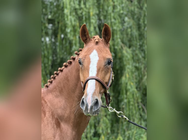 Oldenburger Stute 6 Jahre 166 cm Fuchs in Klein Nienhagen