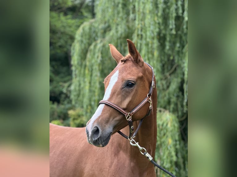 Oldenburger Stute 6 Jahre 166 cm Fuchs in Klein Nienhagen
