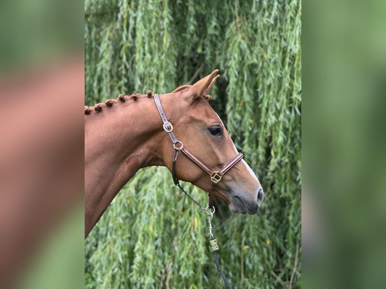 Oldenburger Stute 6 Jahre 166 cm Fuchs in Klein Nienhagen