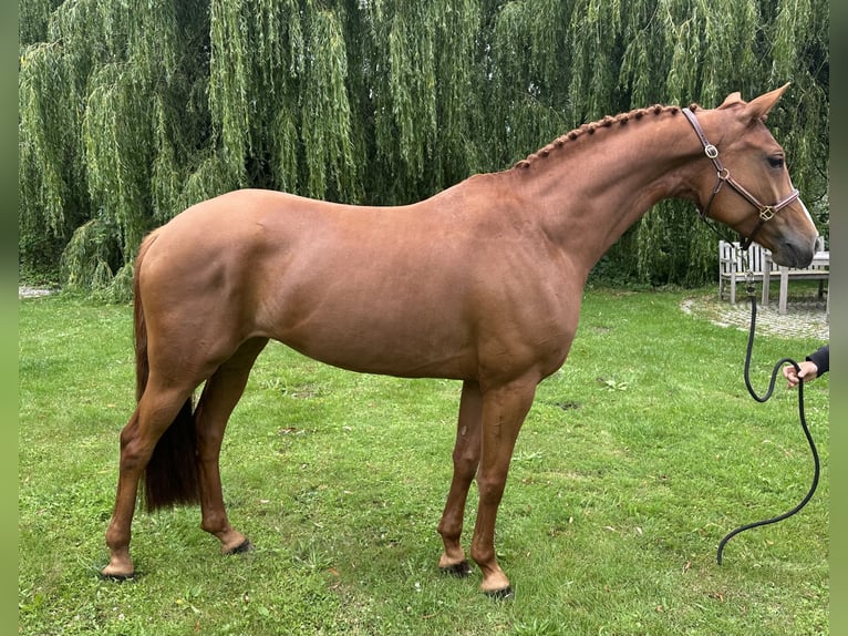 Oldenburger Stute 6 Jahre 166 cm Fuchs in Klein Nienhagen