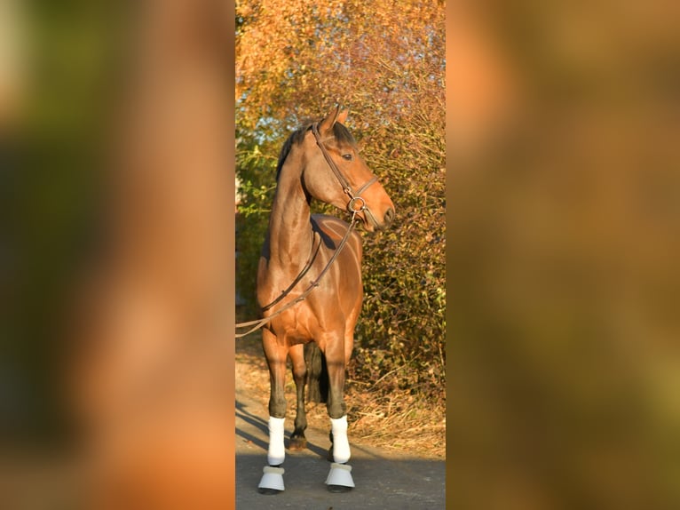 Oldenburger Stute 6 Jahre 167 cm Brauner in Geilenkirchen