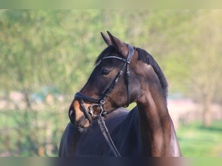 Oldenburger Stute 6 Jahre 167 cm Brauner in Oldendorf (Luhe)