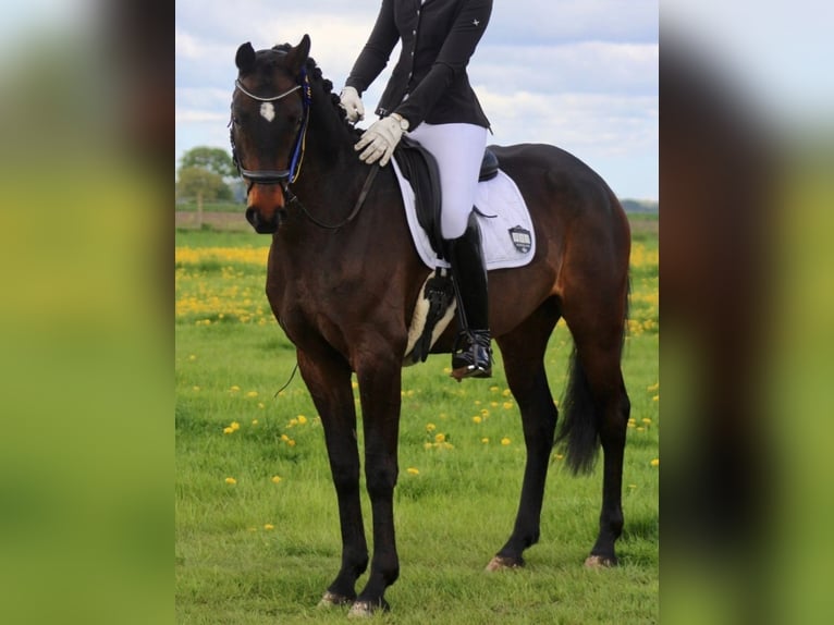 Oldenburger Stute 6 Jahre 167 cm Brauner in Oldendorf (Luhe)