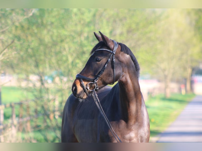 Oldenburger Stute 6 Jahre 167 cm Brauner in Oldendorf (Luhe)