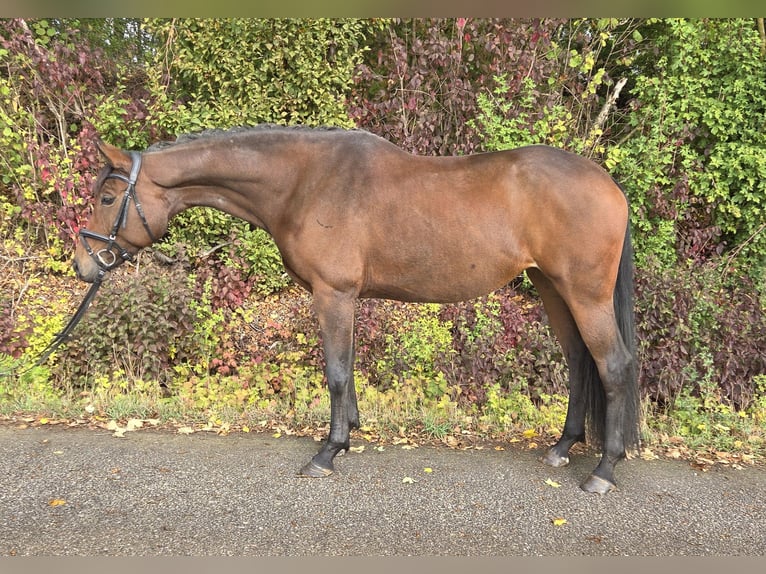 Oldenburger Stute 6 Jahre 167 cm Brauner in Womrath