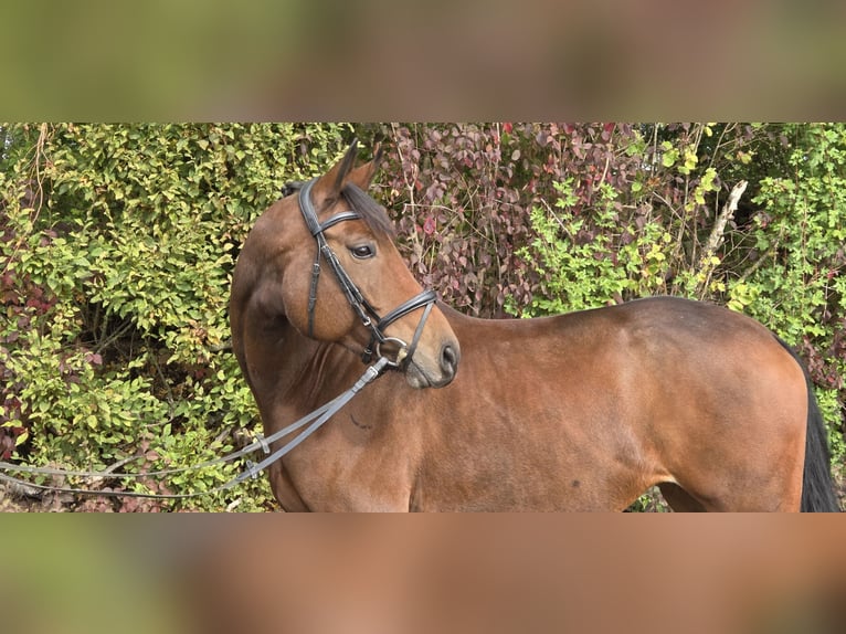 Oldenburger Stute 6 Jahre 167 cm Brauner in Womrath
