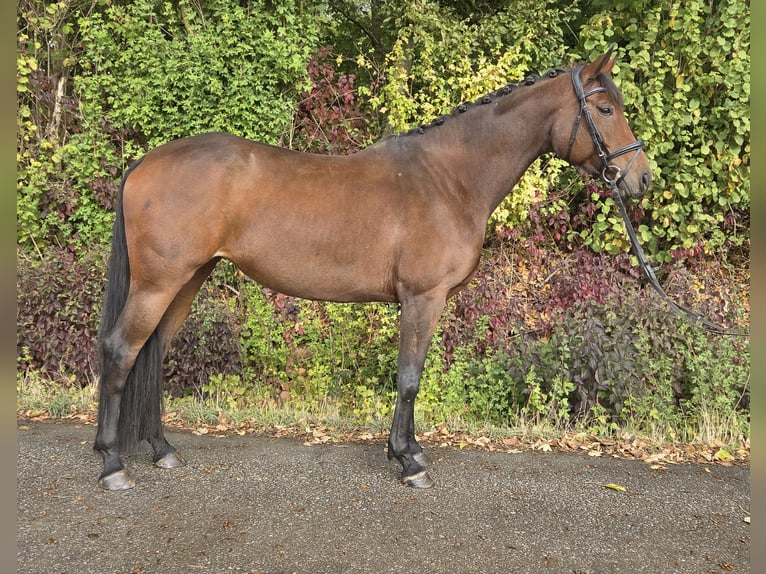 Oldenburger Stute 6 Jahre 167 cm Brauner in Womrath