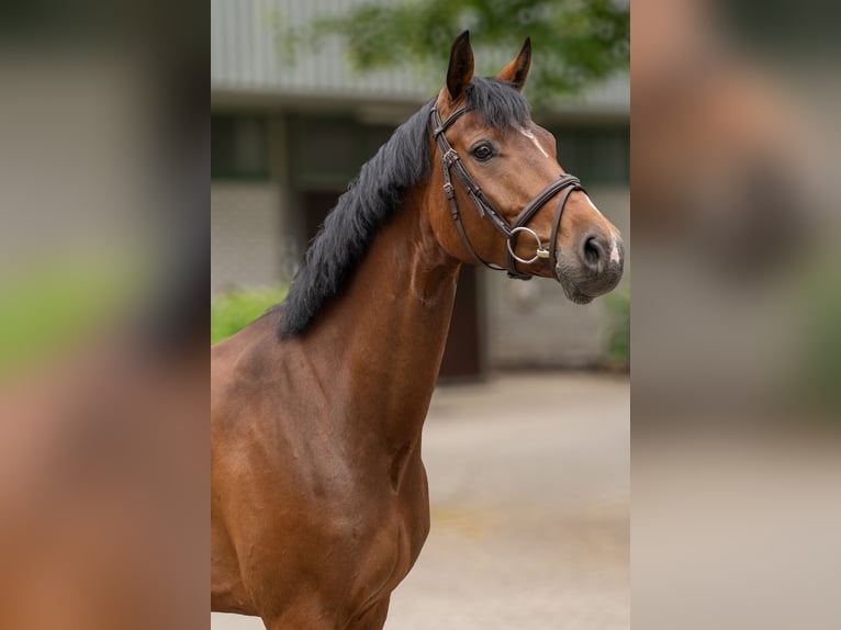 Oldenburger Stute 6 Jahre 167 cm Brauner in Warendorf