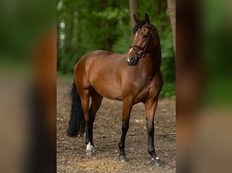 Oldenburger Stute 6 Jahre 167 cm Brauner in Warendorf