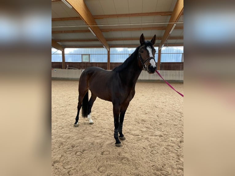 Oldenburger Stute 6 Jahre 167 cm Dunkelbrauner in Kaisten