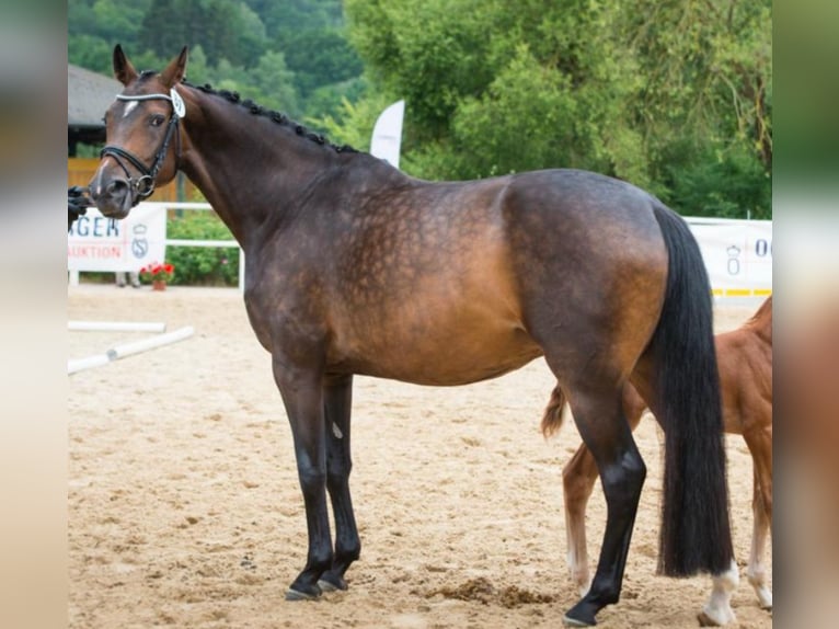 Oldenburger Stute 6 Jahre 167 cm Dunkelbrauner in Homberg (Ohm)