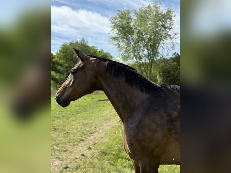 Oldenburger Stute 6 Jahre 167 cm Dunkelbrauner in Homberg (Ohm)