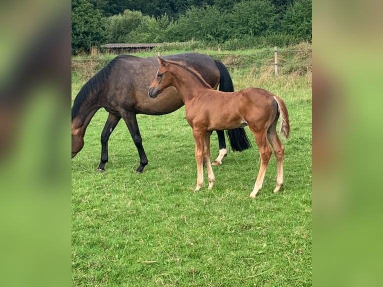 Oldenburger Stute 6 Jahre 167 cm Dunkelbrauner in Homberg (Ohm)