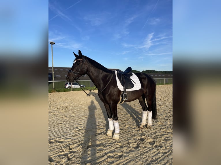 Oldenburger Stute 6 Jahre 167 cm Rappe in Overath